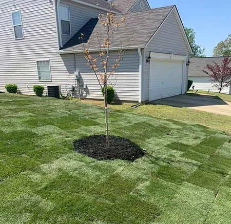 A mowed yard with a house and a small tree.